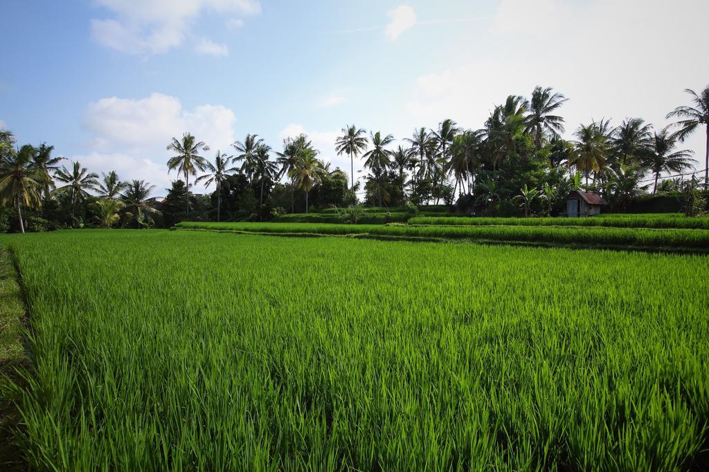 Satori Villas Bali Ubud Eksteriør billede